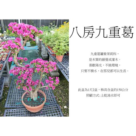 八房九重葛風水|九重葛風水攻略：門口種植招財納福旺運氣 